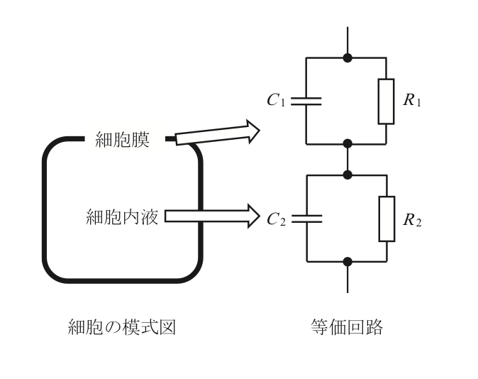 細胞膜と細胞内液の模式図および等価回路