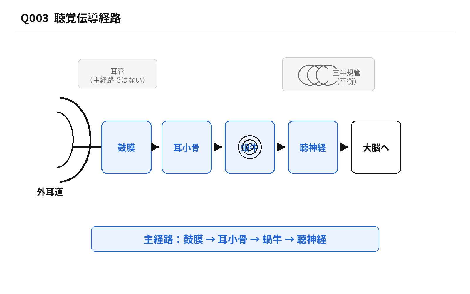 第45回AM 問題3の解説図: 聴覚伝導経路