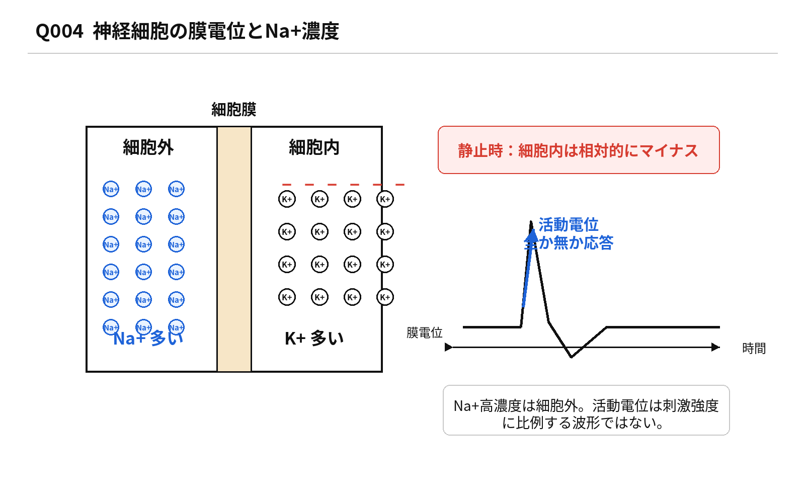 第45回AM 問題4の解説図: 神経細胞Na濃度