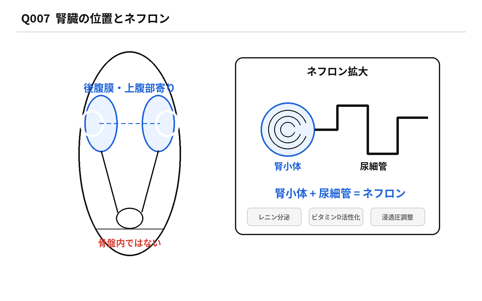 第45回AM 問題7の解説図: 腎臓位置ネフロン
