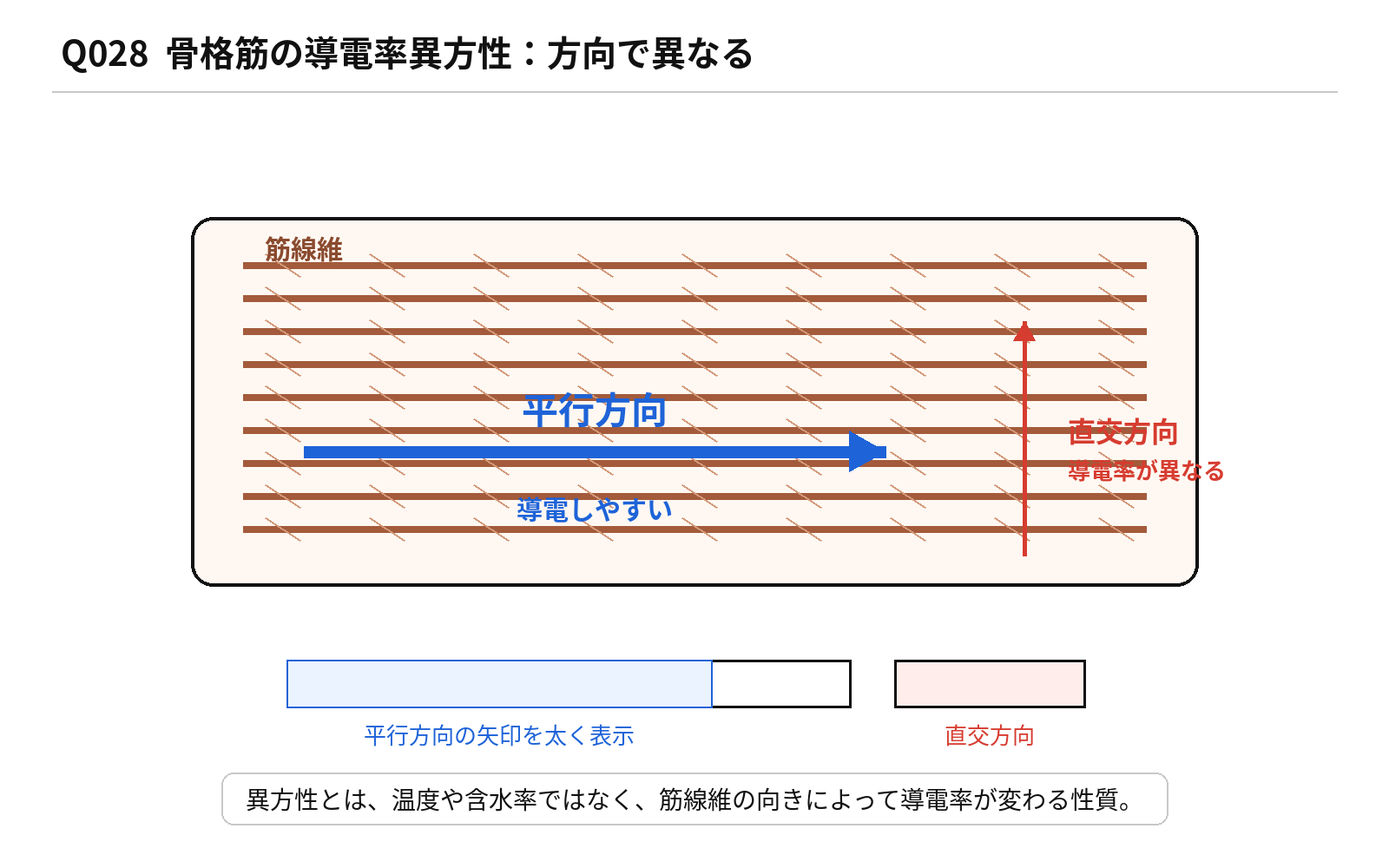 第45回AM 問題28の解説図: 筋線維導電率異方性