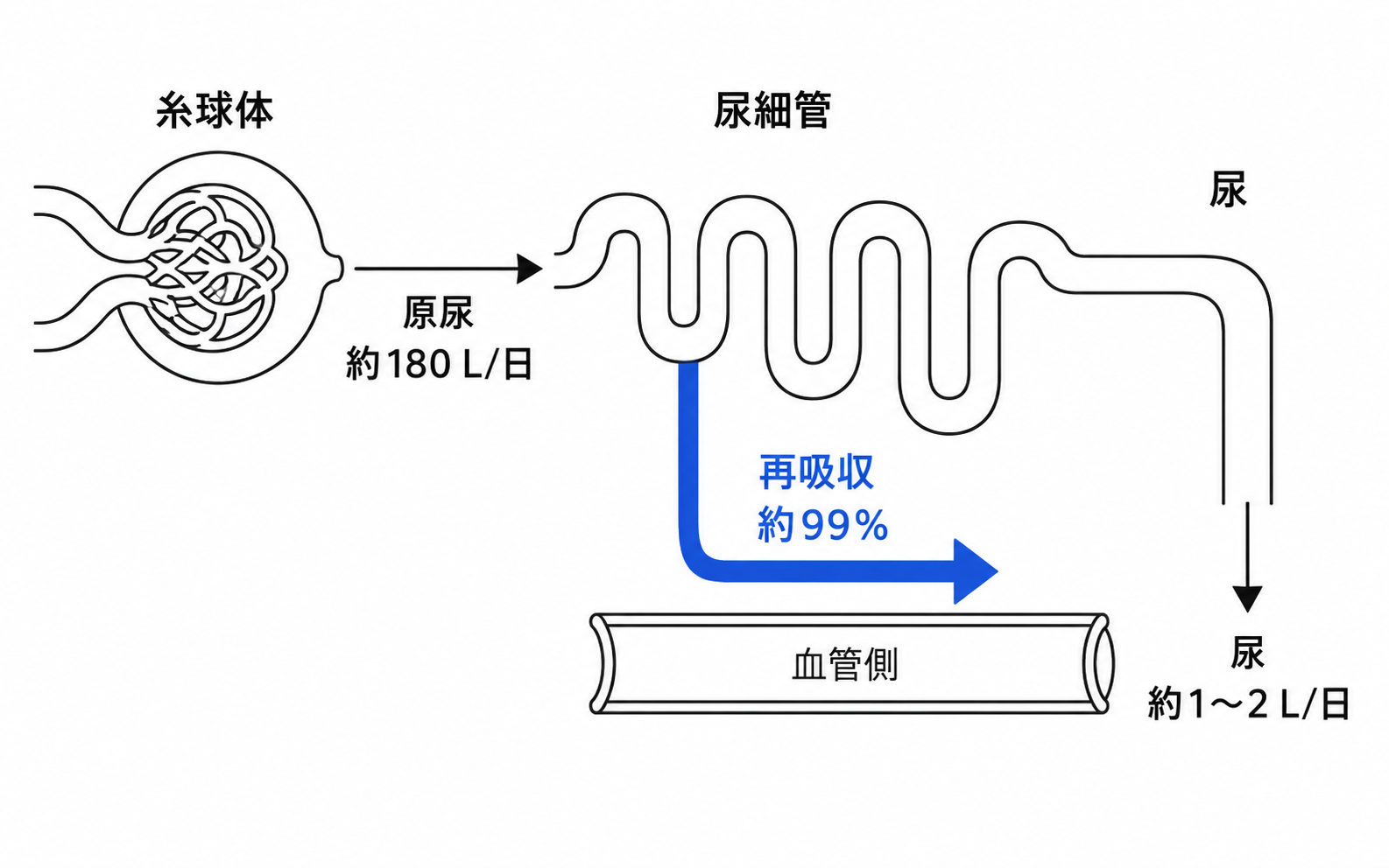 第46回AM 問題1の解説用図表: 尿細管再吸収