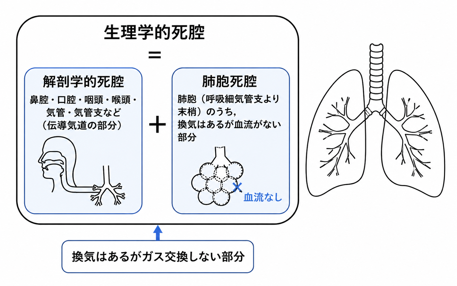 第46回AM 問題2の解説用図表: 死腔分類