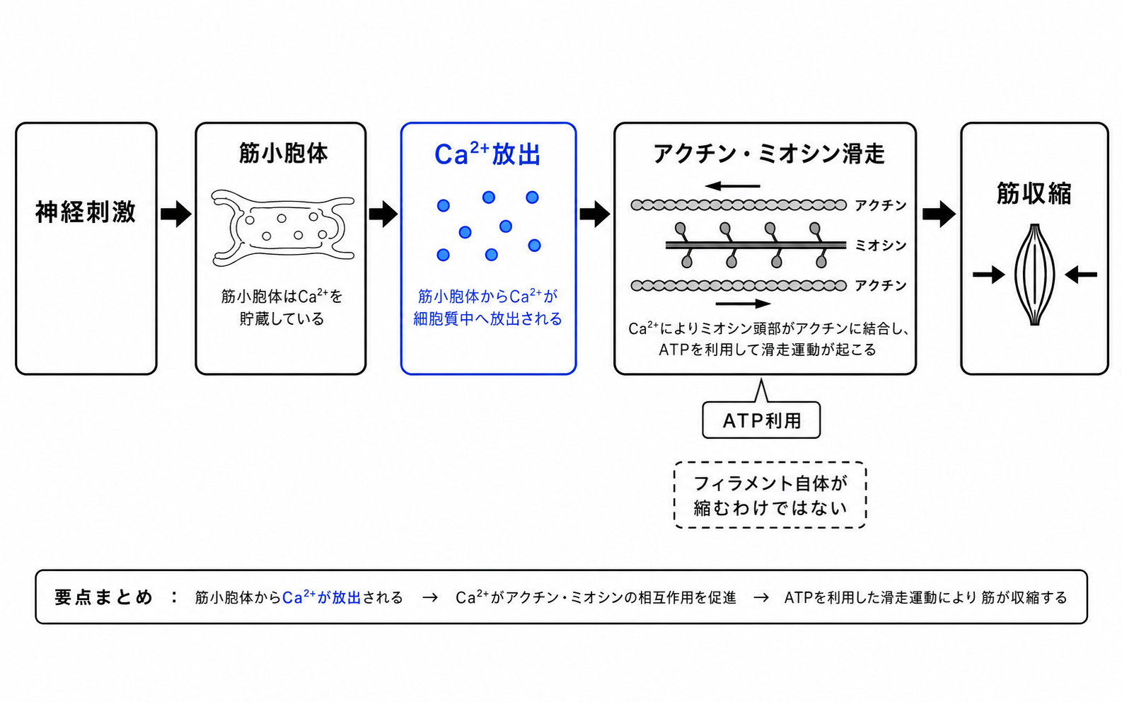 第46回AM 問題6の解説用図表: 骨格筋収縮