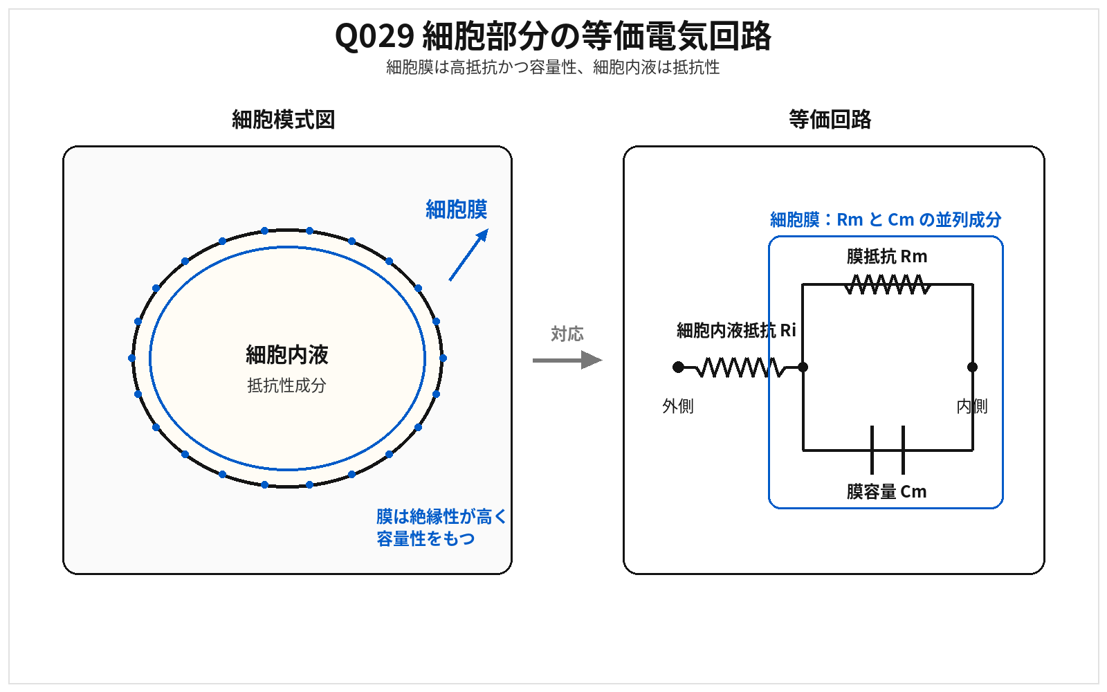 第46回AM 問題29の解説用図表: 細胞等価回路