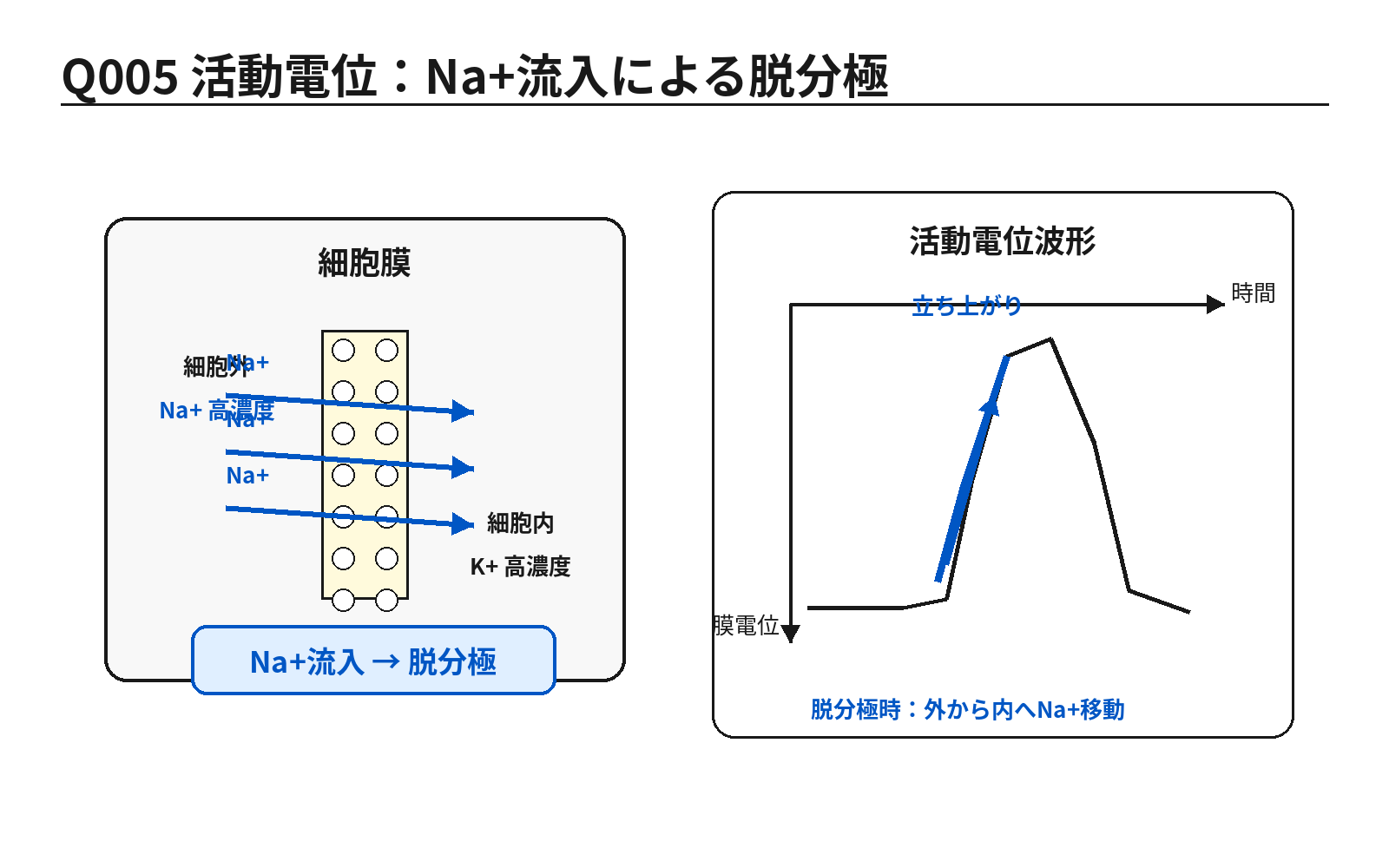 第46回PM 問題5の解説用図表: 神経細胞の活動電位