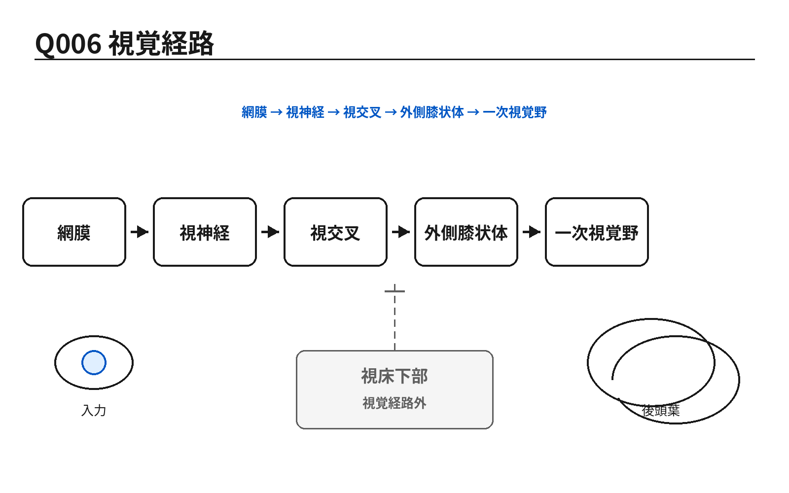 第46回PM 問題6の解説用図表: 視覚経路